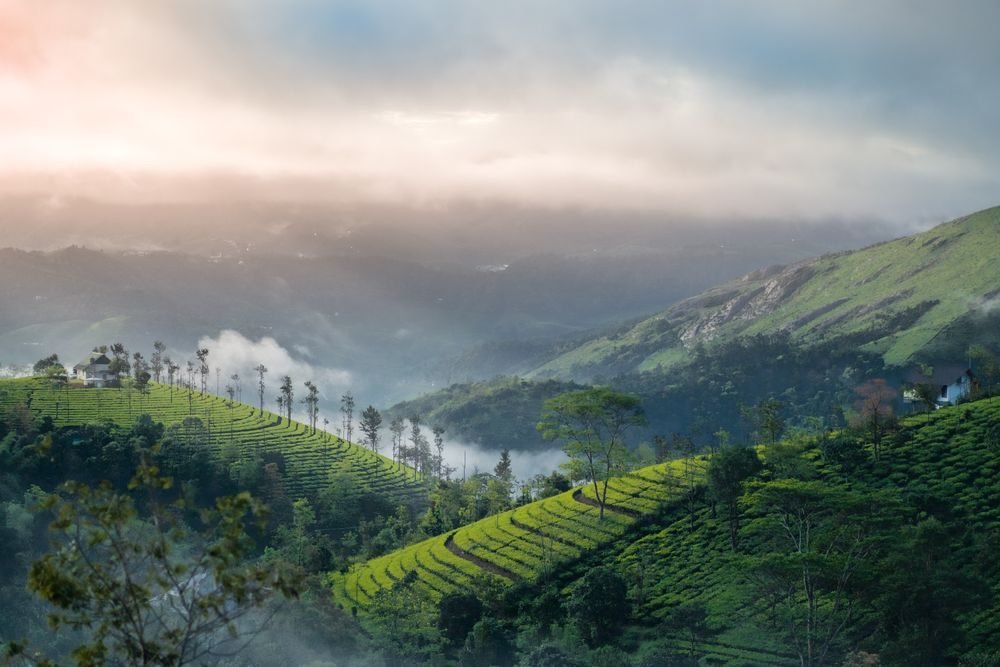 Kochi Munnar Value Trip holiday package