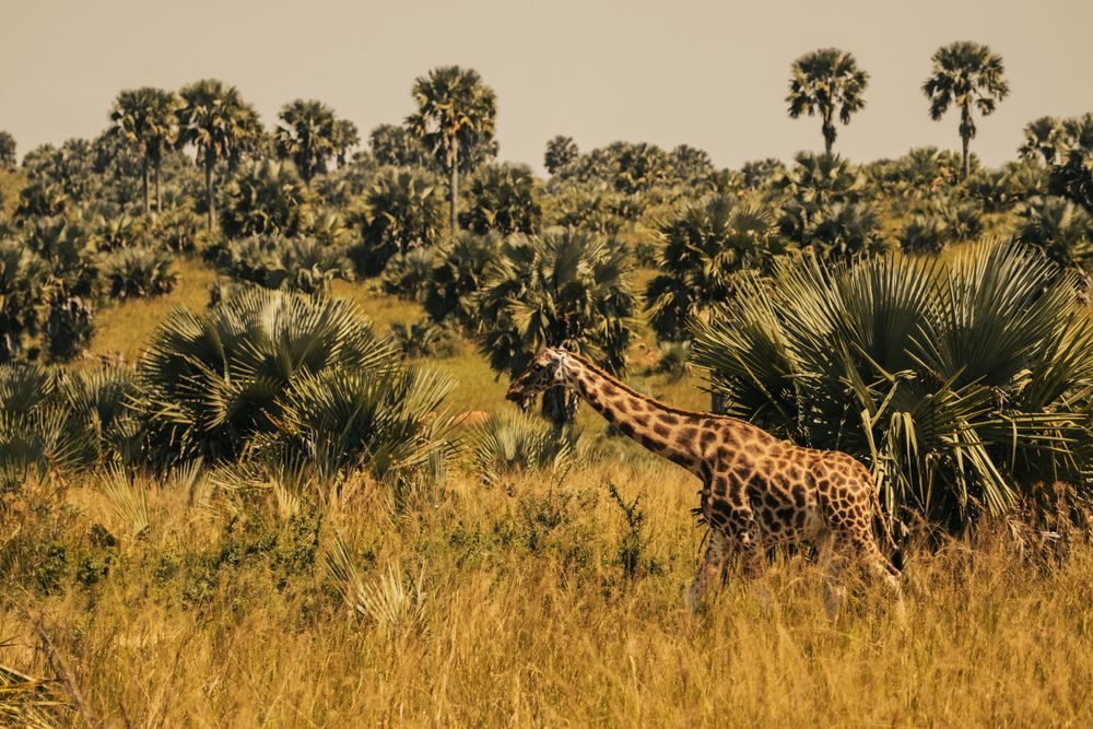 Kenya Explorer — photo 1