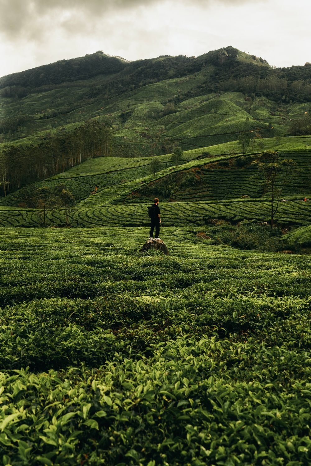 Munnar Tea Trails & Hills holiday package
