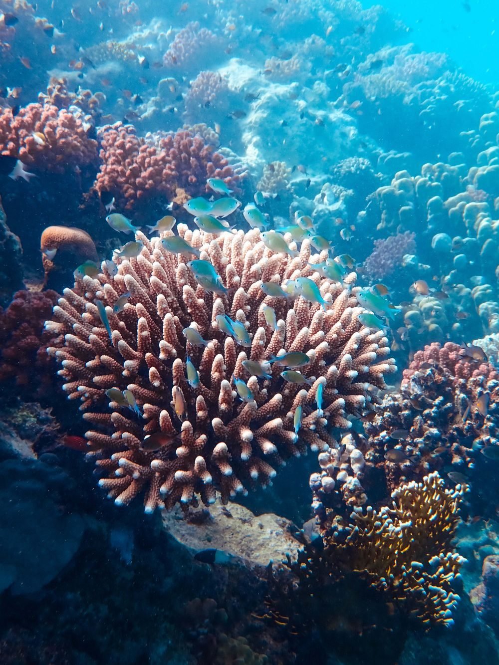 Havelock Elephant Beach Dive — photo 3