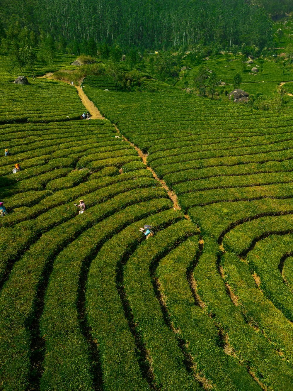 Kerala Romantic Saver holiday package