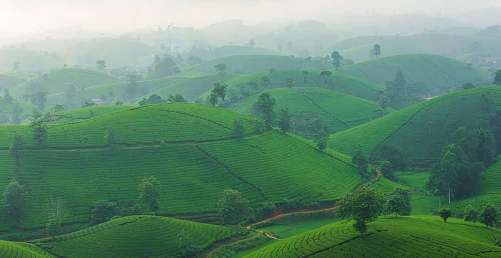 Munnar Tea Garden Escape holiday package