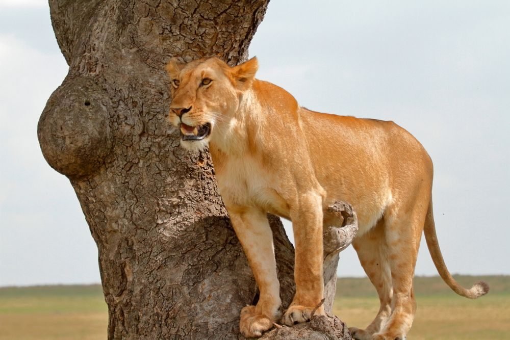 Kenya