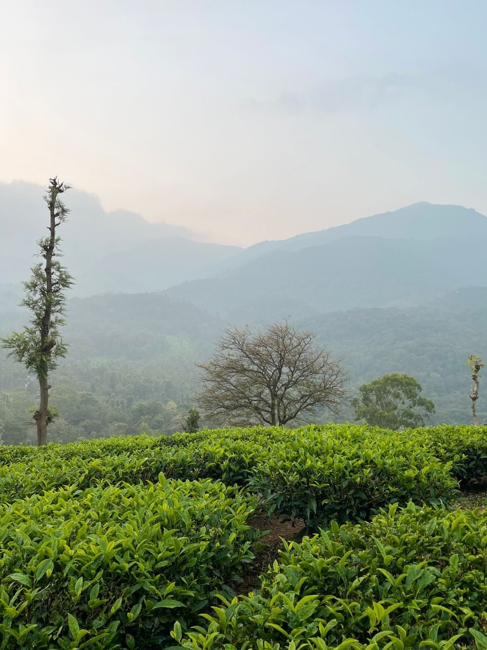 Munnar Budget Getaway holiday package