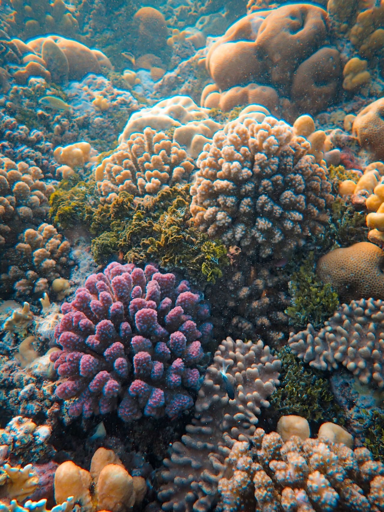 Colourful coral in Andaman waters