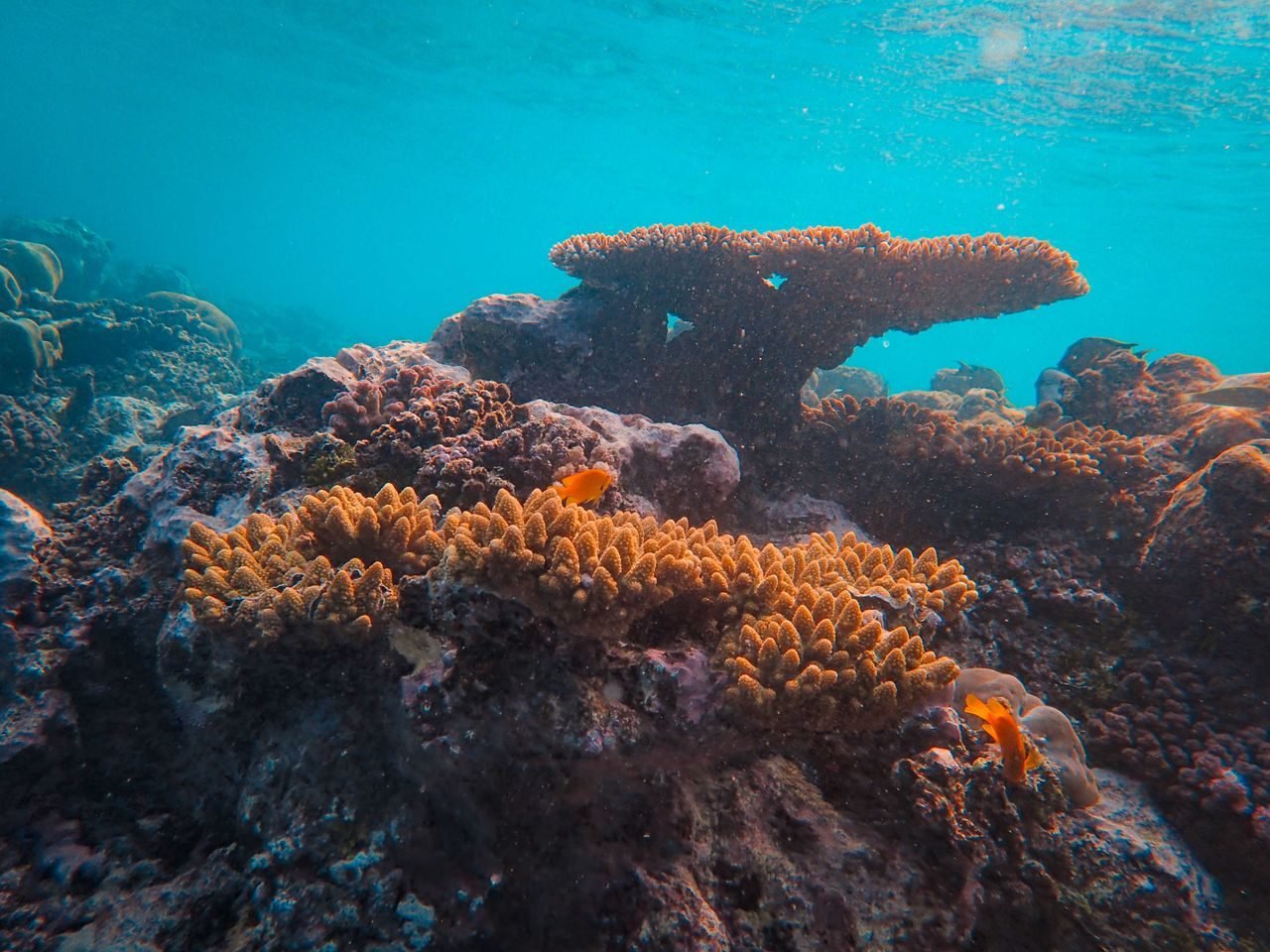 A coral reef in the clear Andaman sea