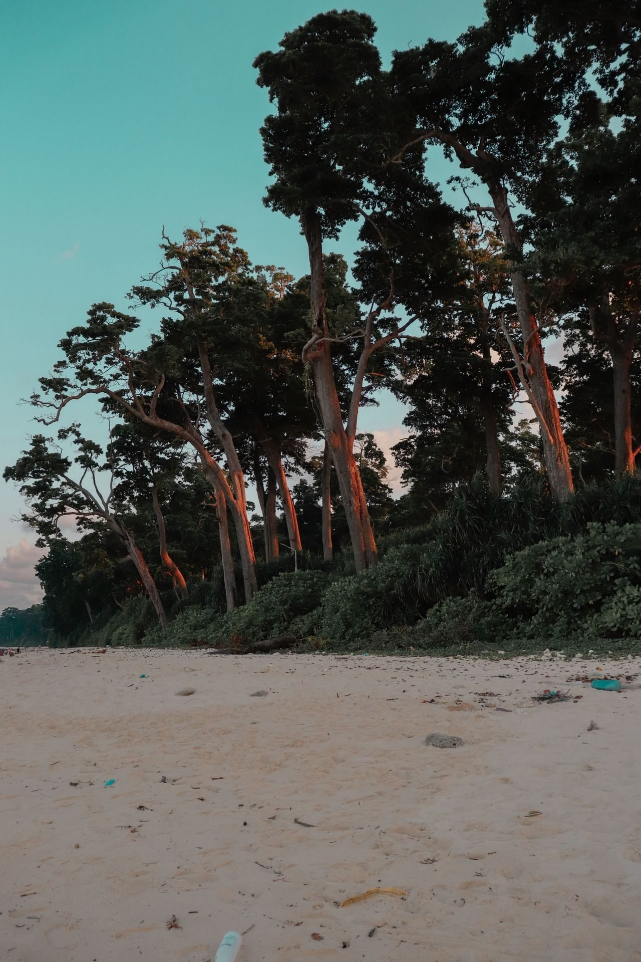A sandy Andaman coast lined with trees