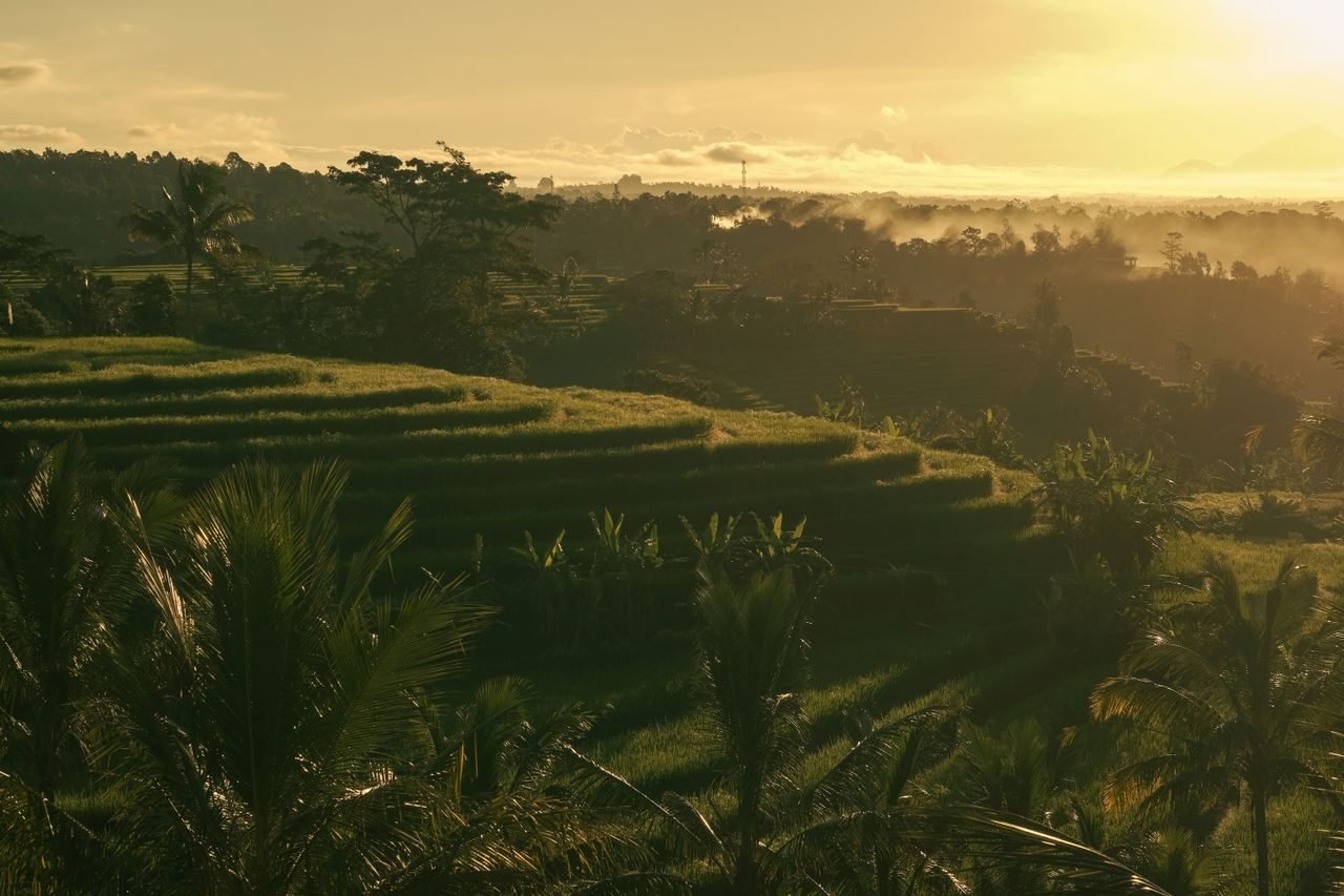 Bali holiday scenes