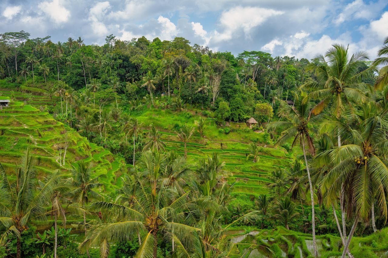 Bali rice terraces fringed with palms