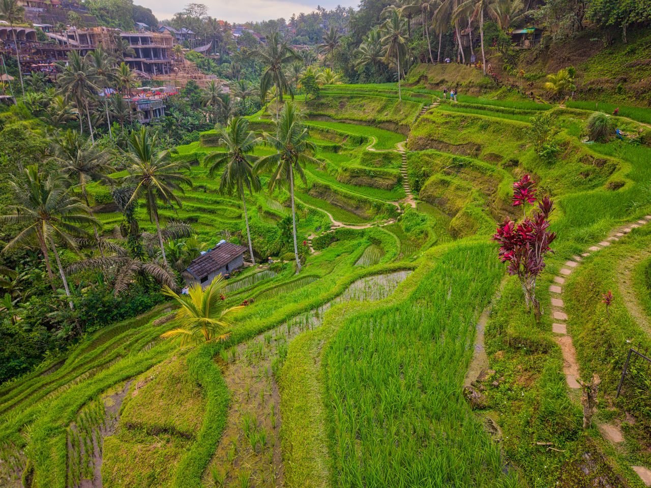 Tegalalang rice terraces, Ubud, Bali