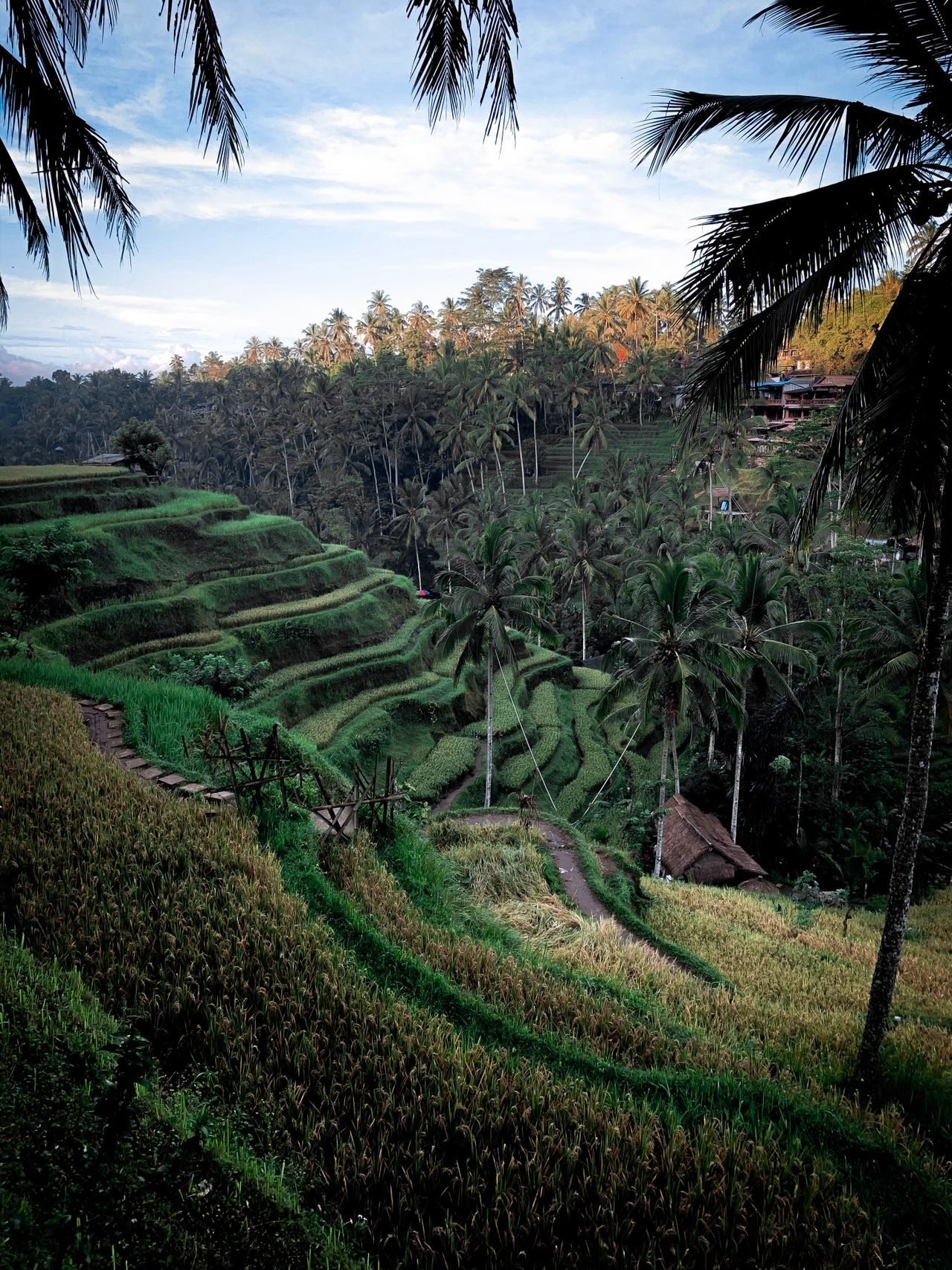 Rice terraces near Ubud, Bali