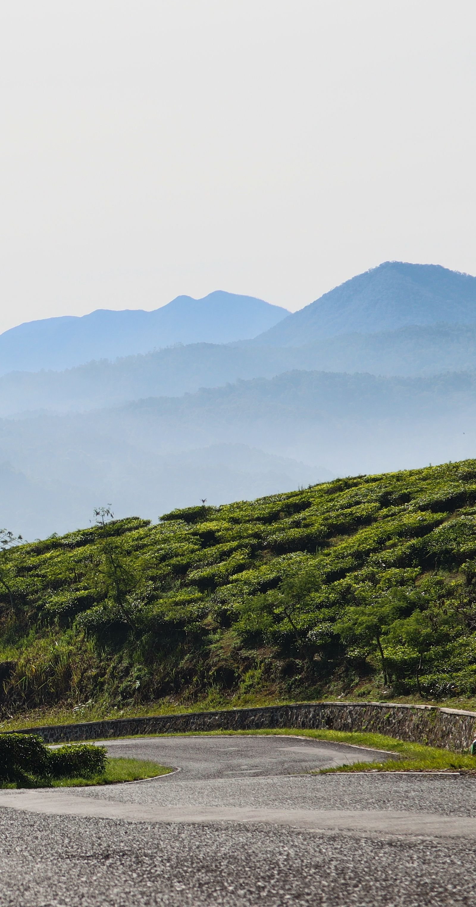 Forest ghat road winding through the hills of Chikmagalur