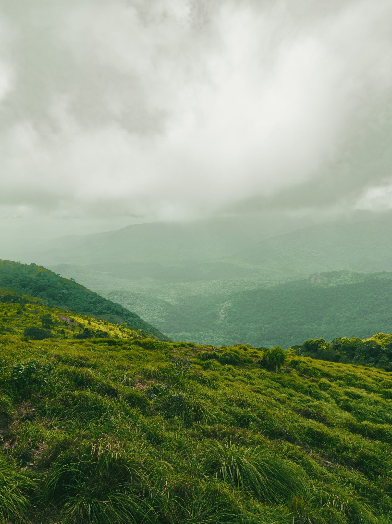 Misty green hills of the Baba Budangiri range, Chikmagalur