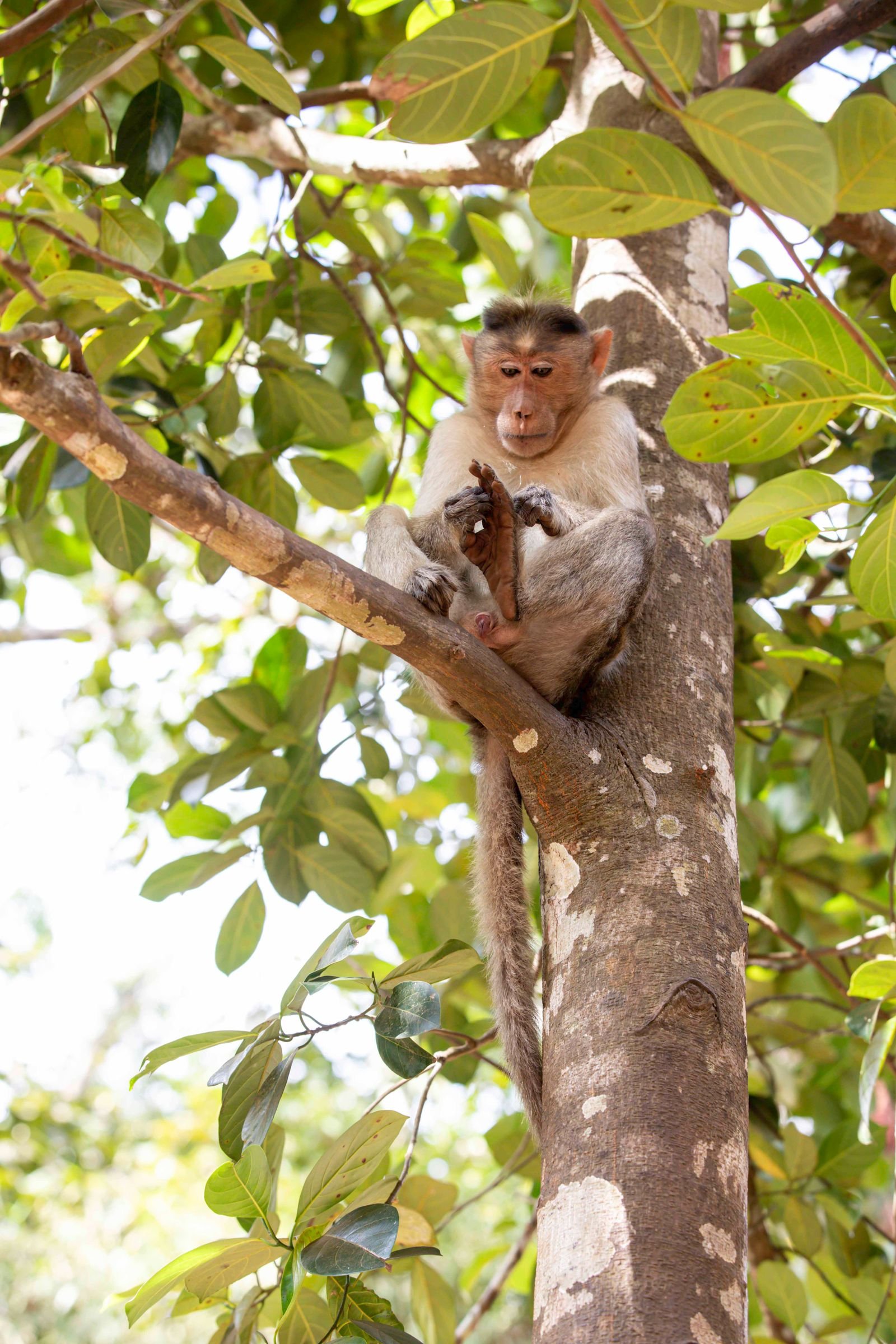 Wildlife in the forests of the Bhadra range, Chikmagalur