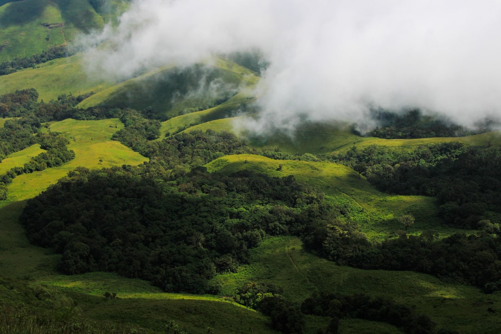 Foggy green countryside in Coorg