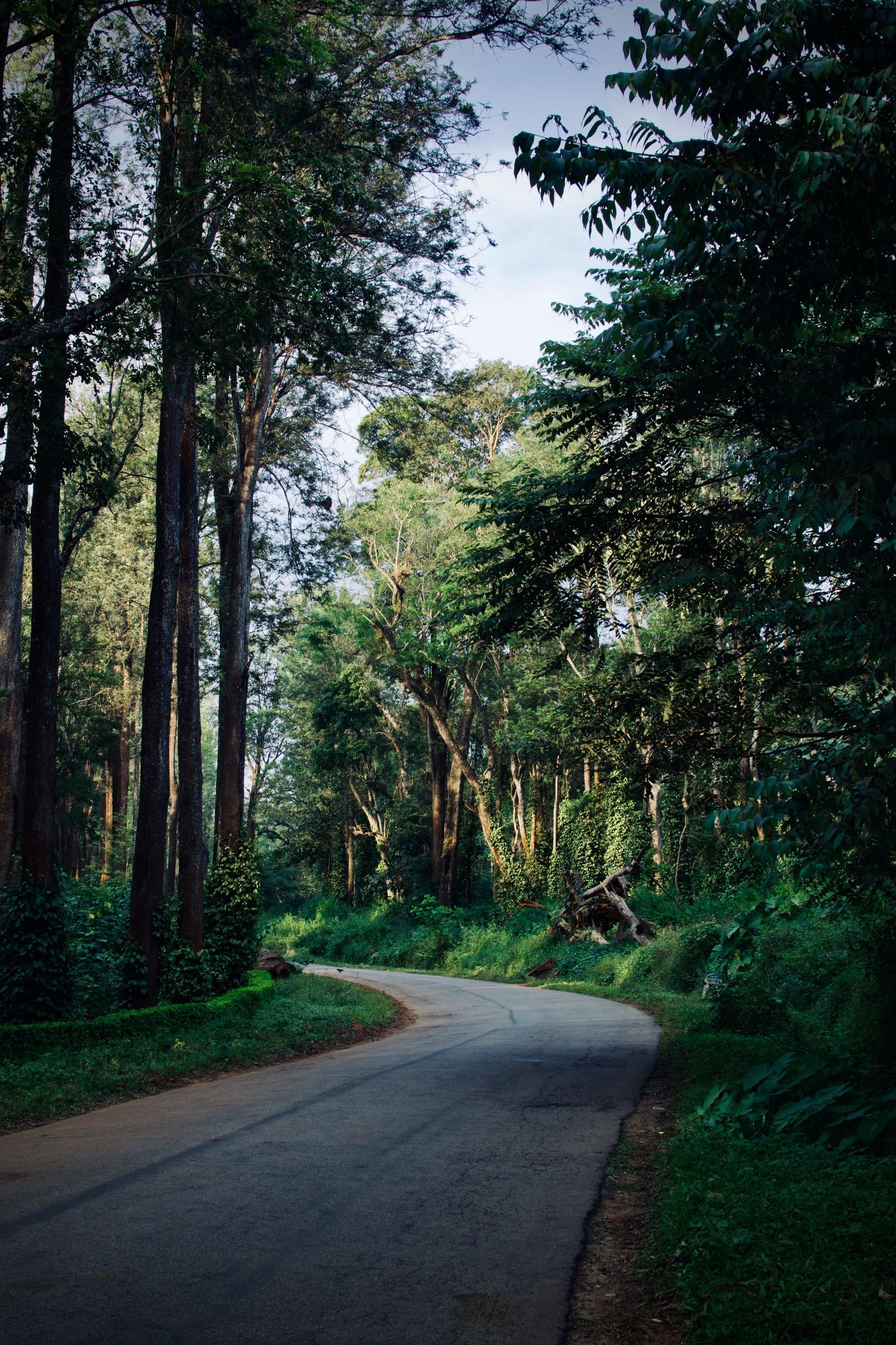 Forest road winding through misty Coorg hills