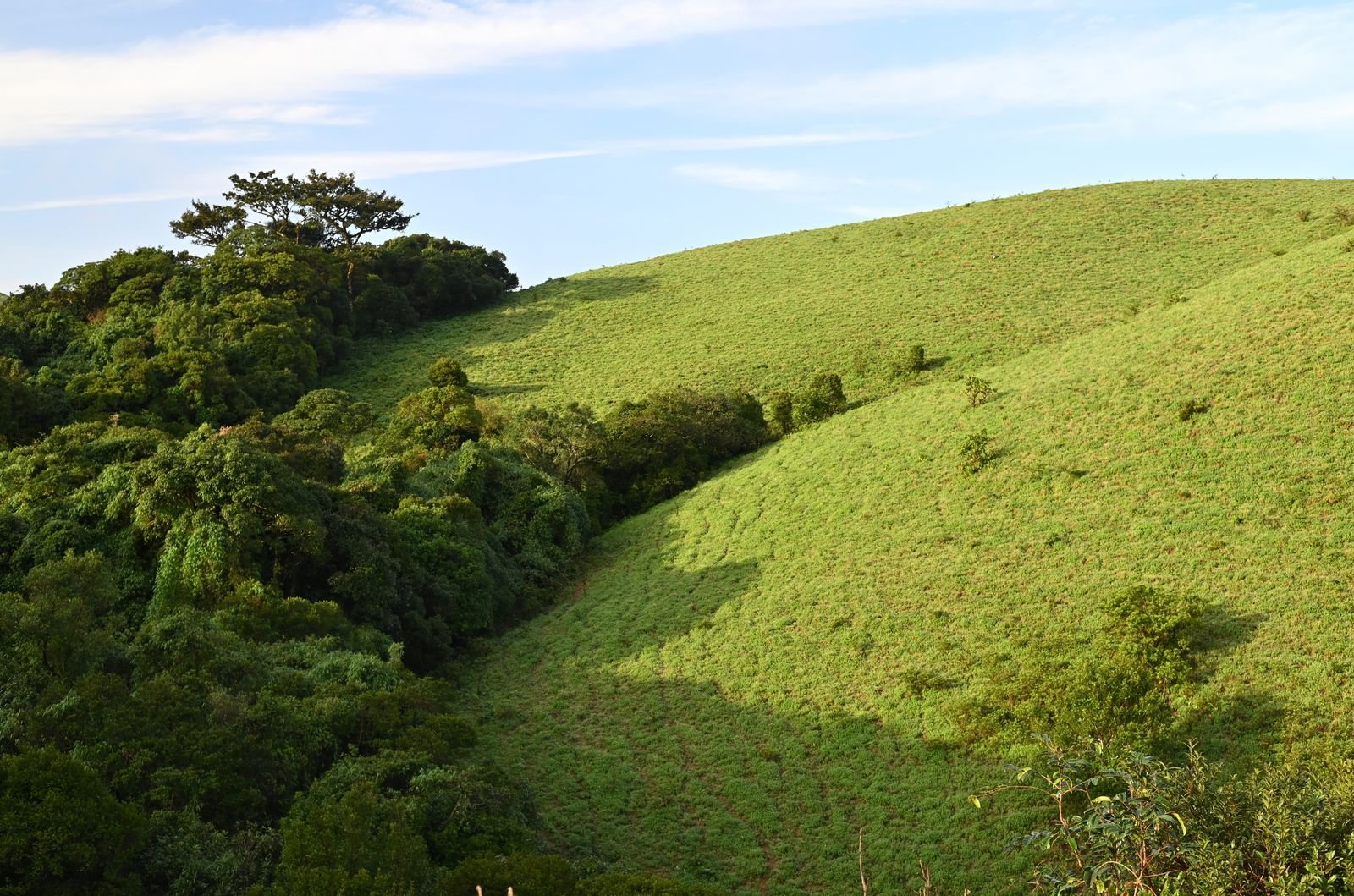 Rolling green hills of Coorg near Bylakuppe