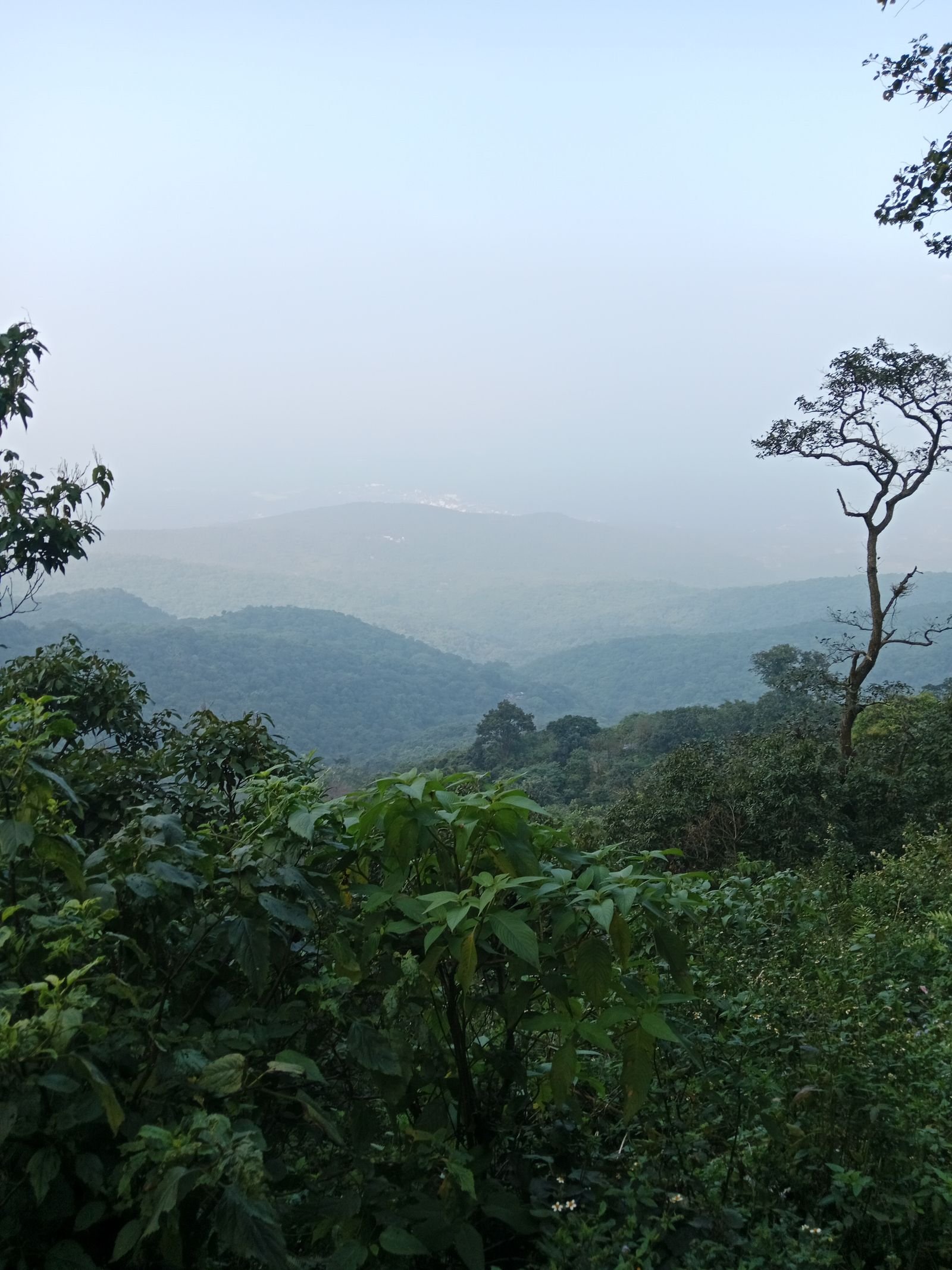 Forested riverside hills near Dubare, Coorg