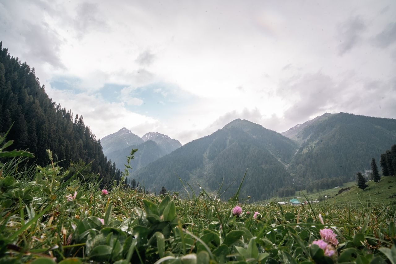 Char Chinar — Kashmir