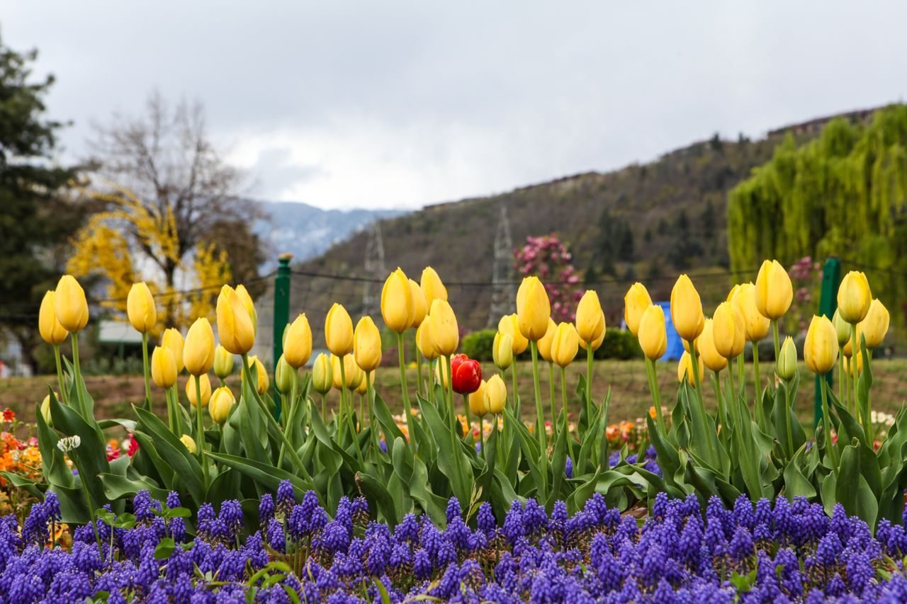 Kashmir holiday scenes