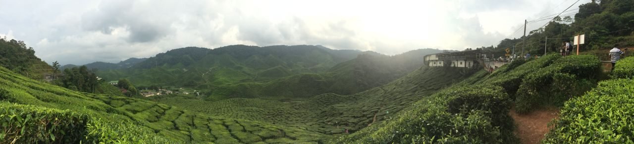 Panorama of Cameron Highlands tea plantations, Malaysia