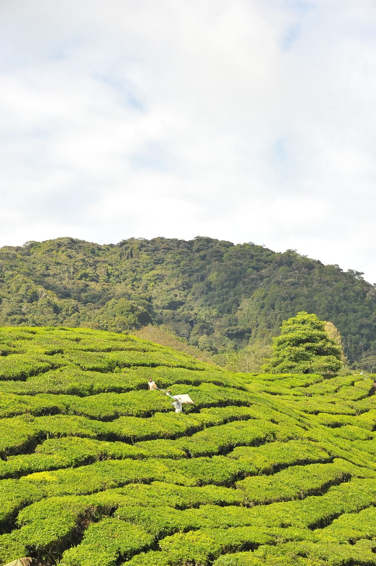 Rolling tea fields in the Cameron Highlands, Malaysia