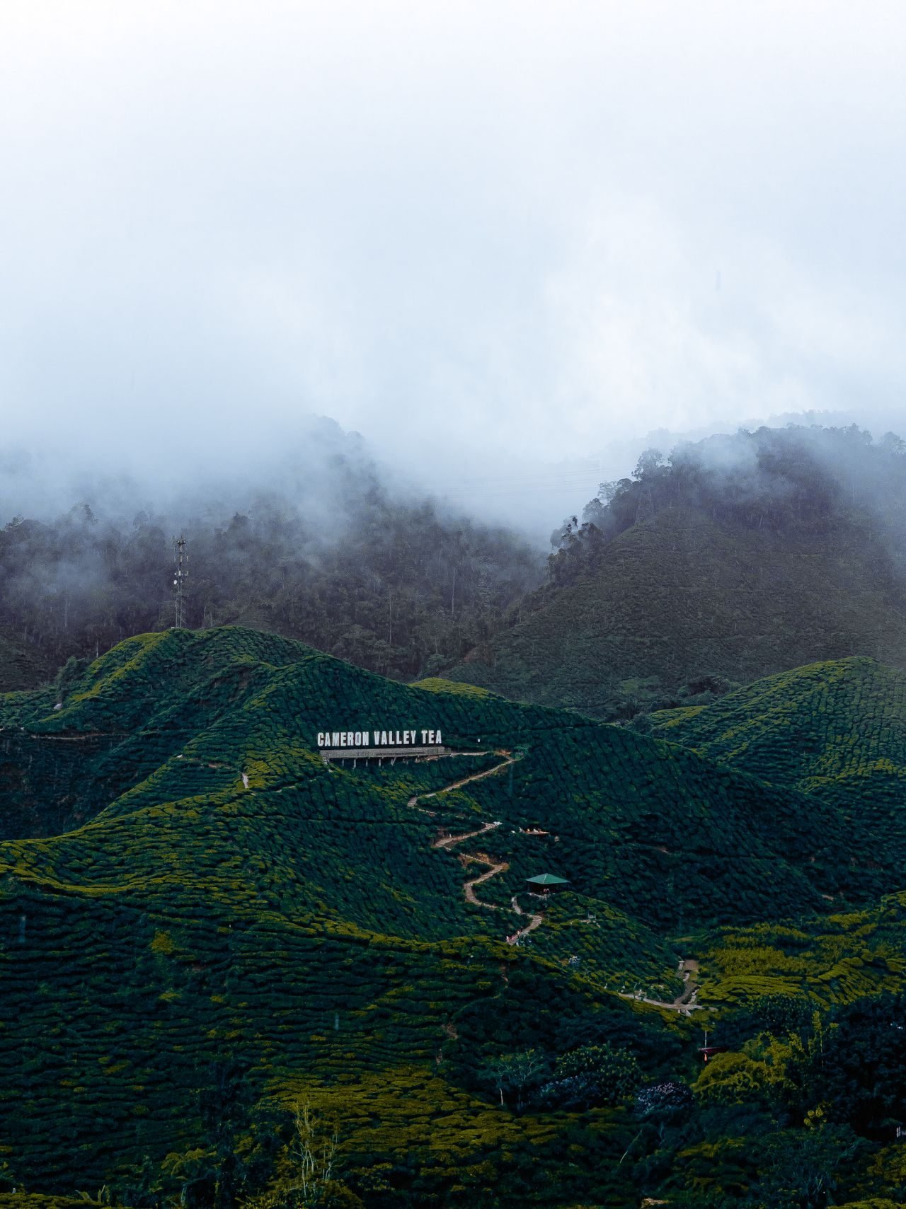 A tea plantation in the Cameron Highlands, Malaysia