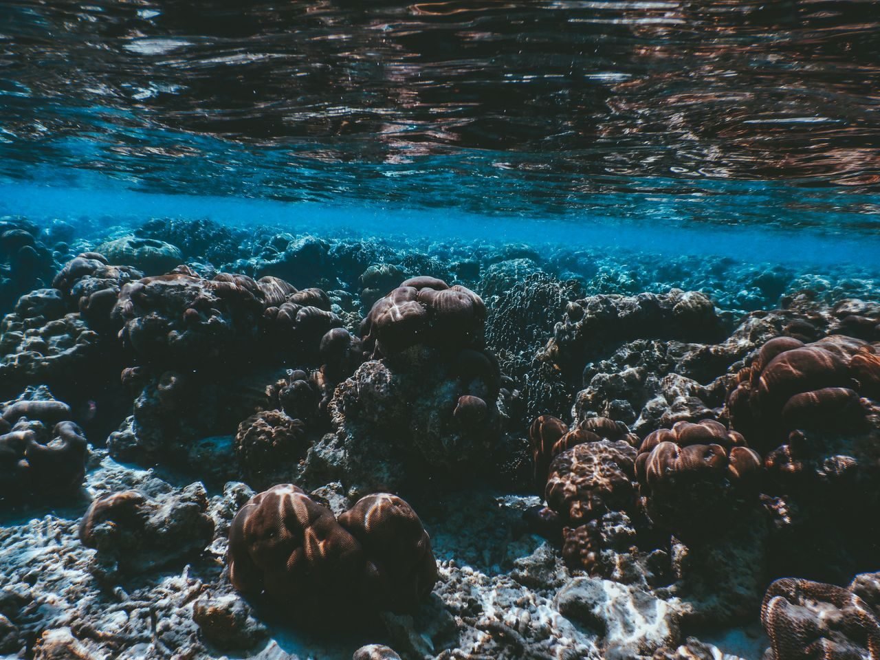 A vibrant coral reef in the Maldives