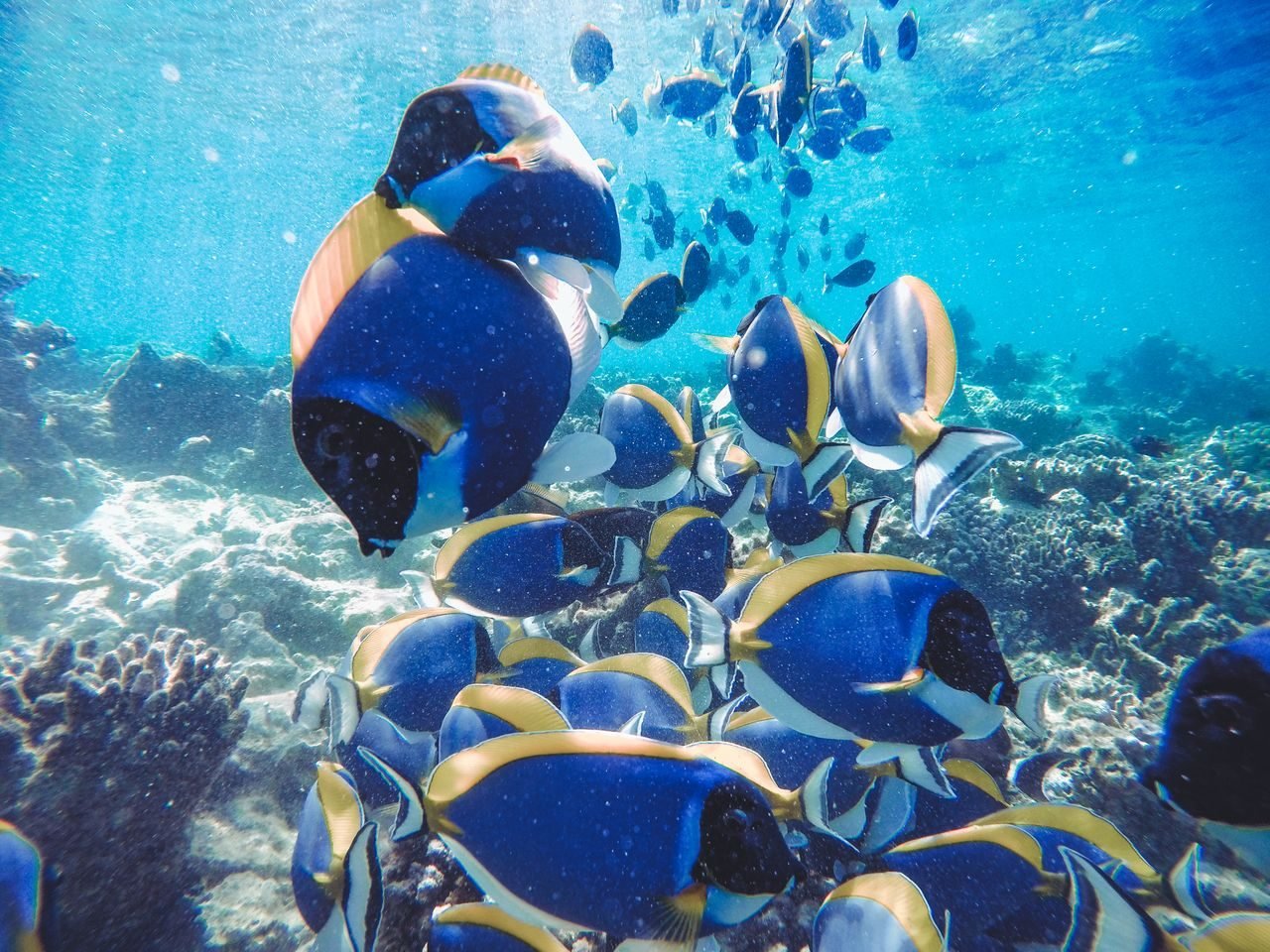 Tropical fish over a coral reef in the Maldives