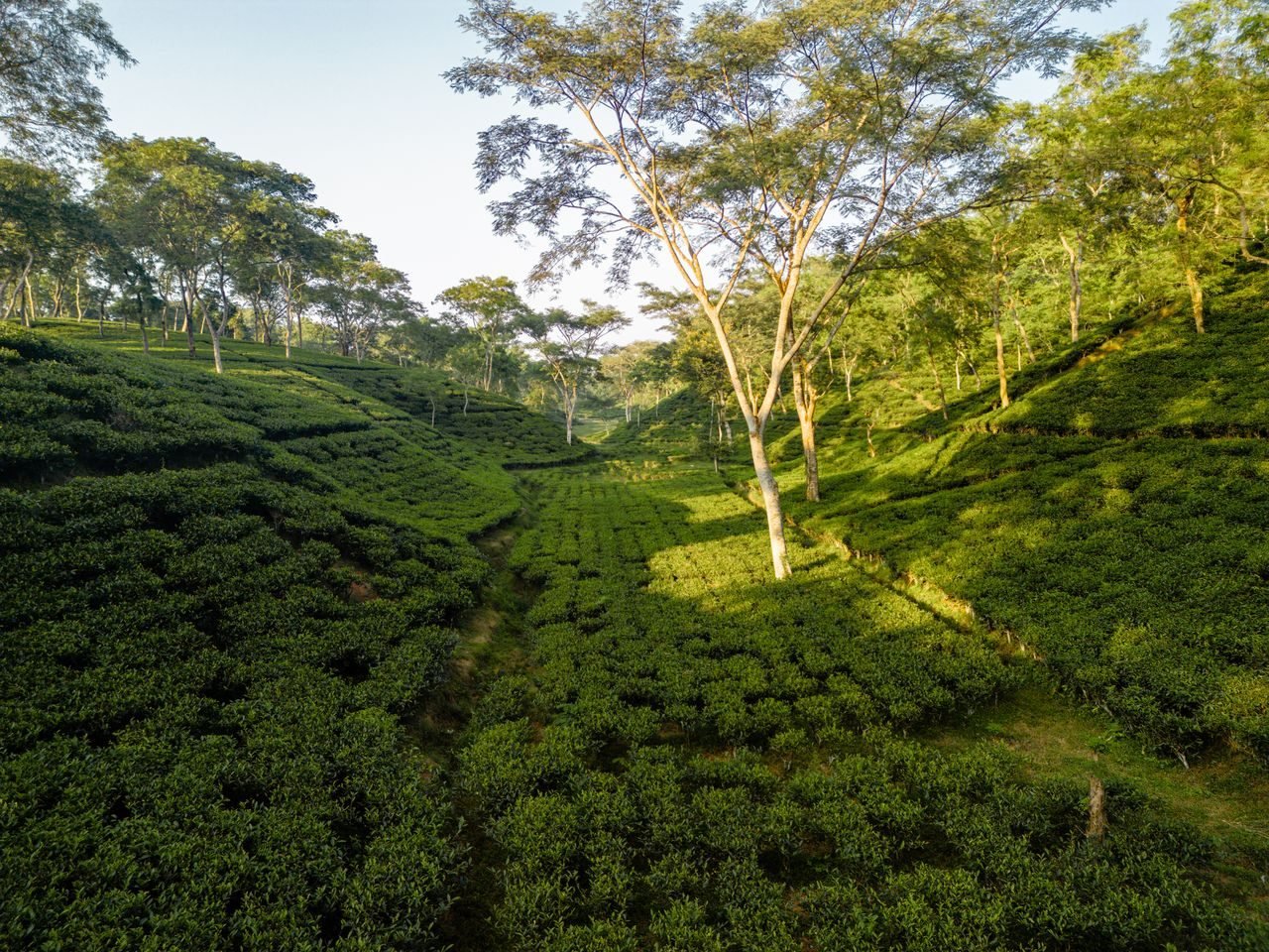 North East India holiday scenes