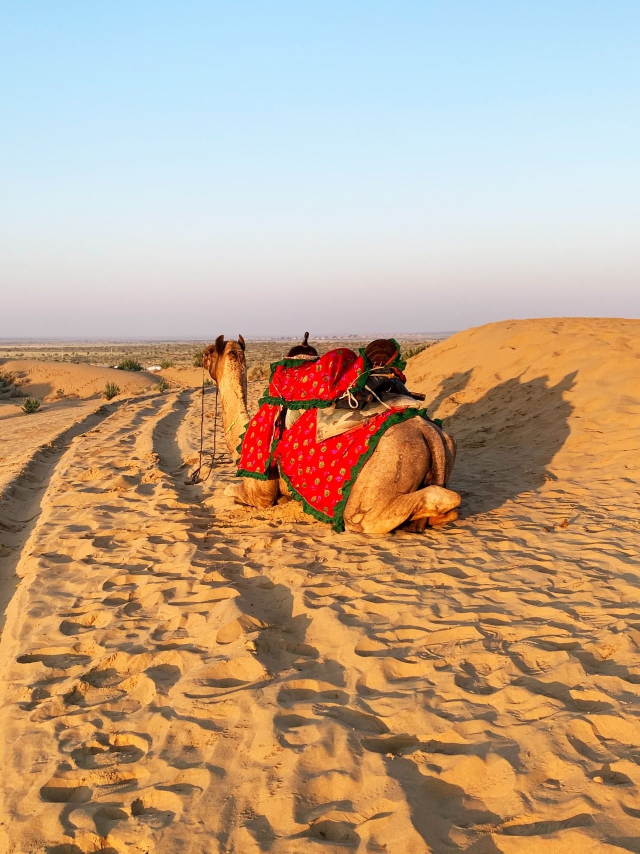 Rajasthan holiday scenes