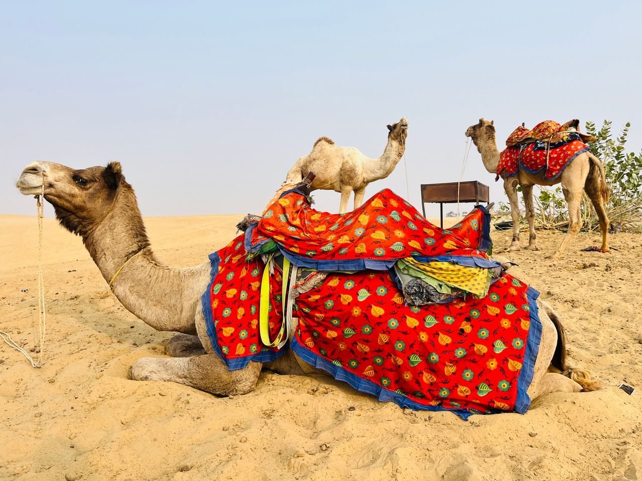 Rajasthan holiday scenes
