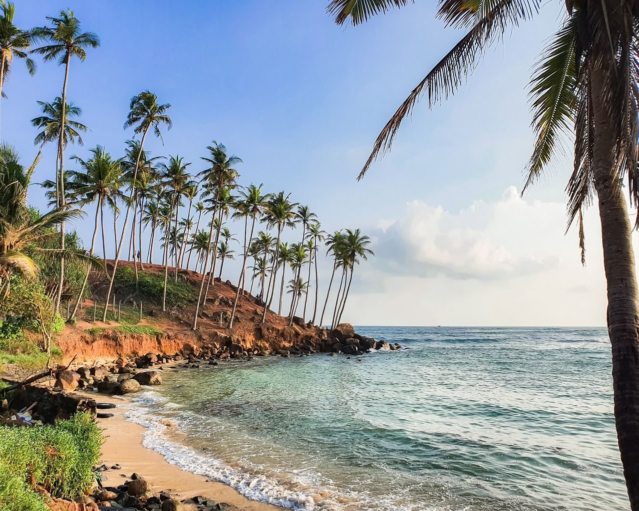 A coconut-palm beach at Mirissa, Sri Lanka