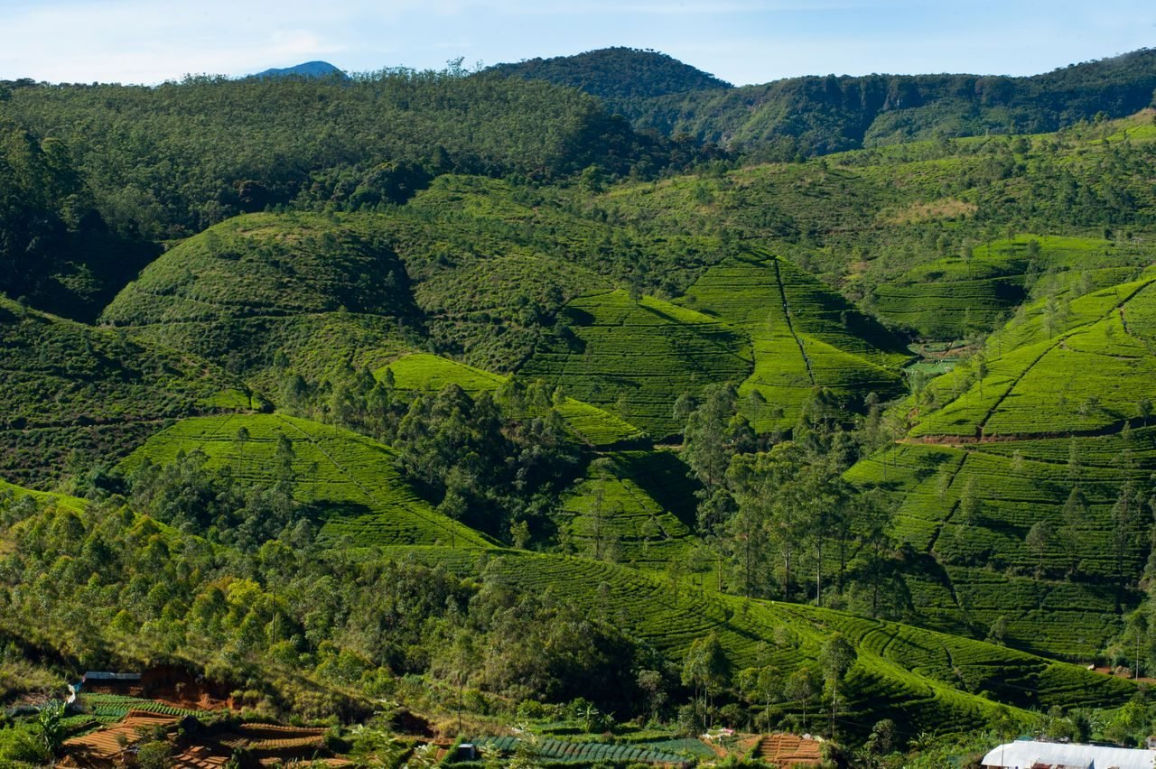 Tea plantations in the hills of Nuwara Eliya, Sri Lanka