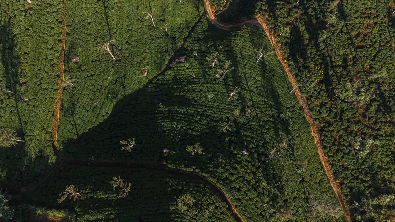 Aerial view of Sri Lankan tea fields