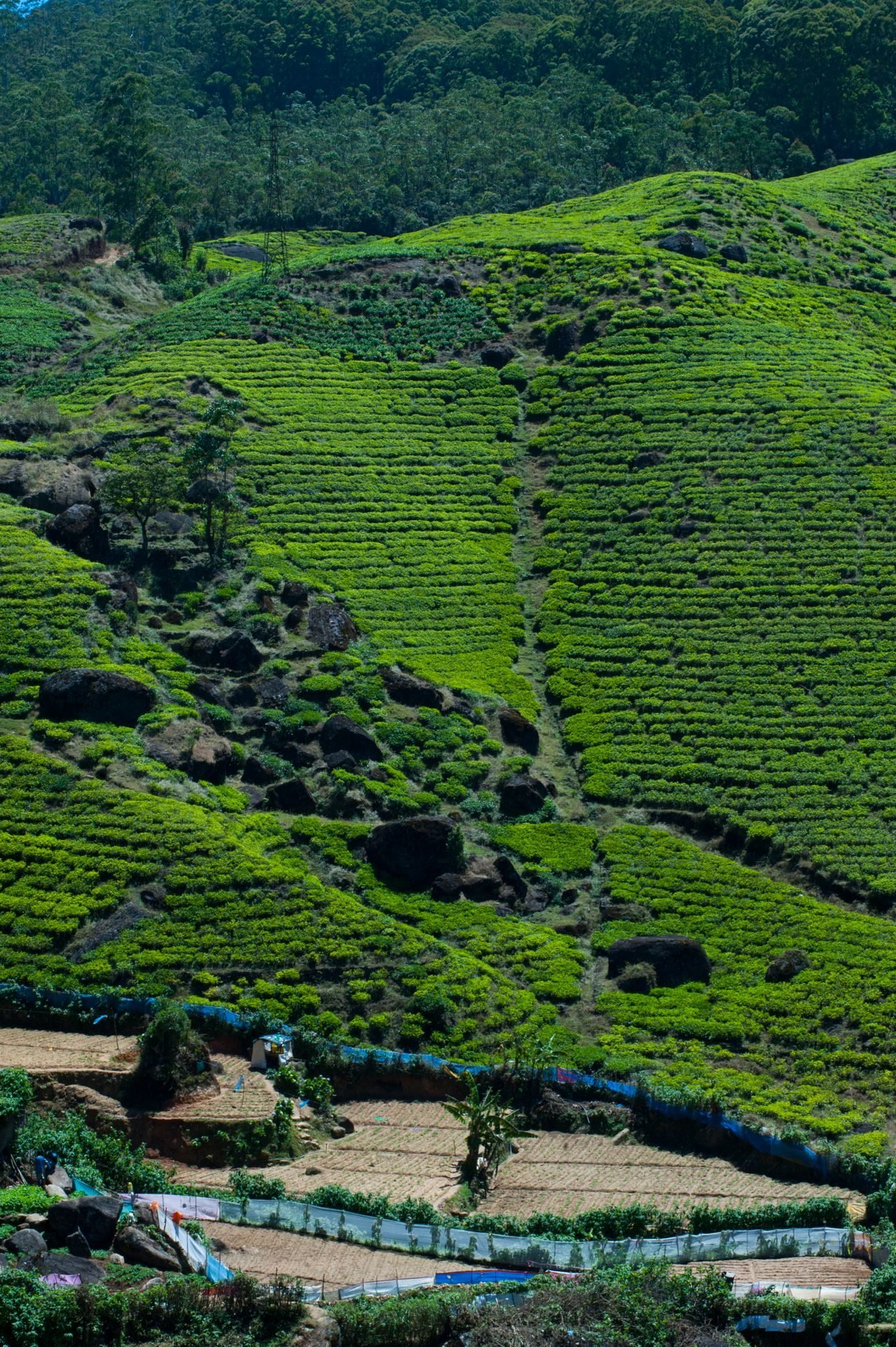 Rolling tea plantation hills, Sri Lanka