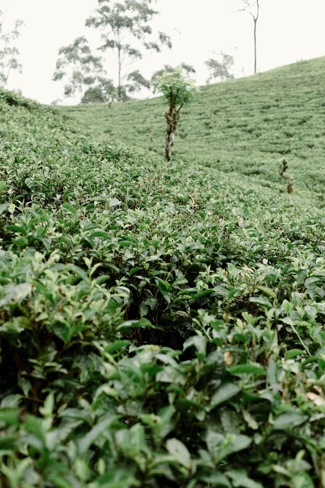 Green tea leaves on a Sri Lankan hillside