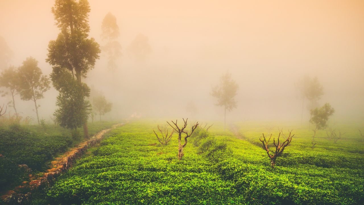 Misty morning over Sri Lankan tea plantations