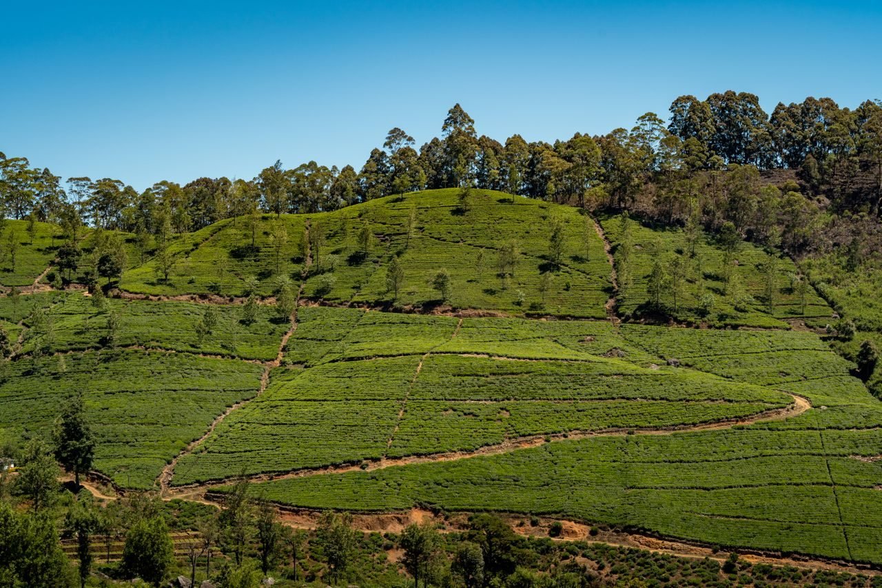A lush tea plantation under a clear sky, Sri Lanka